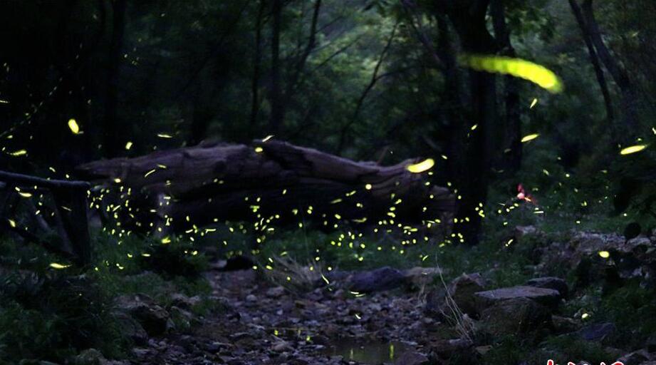 江苏镇江宝华山流萤飞舞宛如梦幻童话秘境