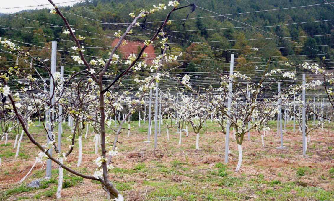 福建“德化梨”上涌产区，梨花正盛开 (1).jpg