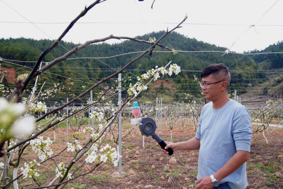 福建“德化梨”上涌产区，梨花正盛开 (2).jpg