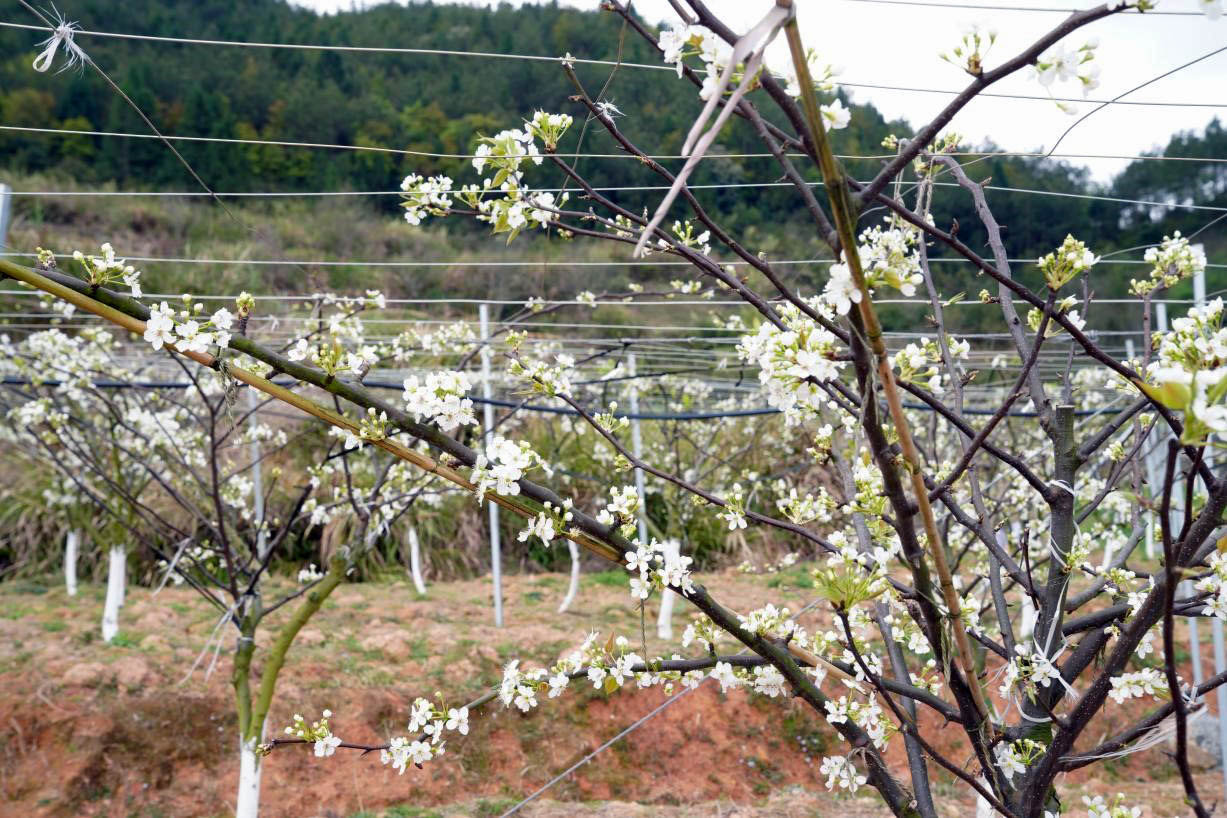 福建“德化梨”上涌产区，梨花正盛开 (4).jpg