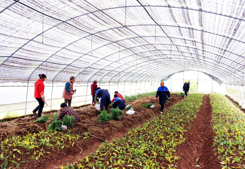 村民在赖东妹的中药材种植基地学习栽种中药材。.jpg