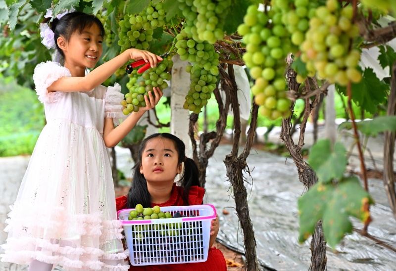 小朋友在仁寿县富加镇越高家庭农场葡萄园里采摘葡萄.jpg