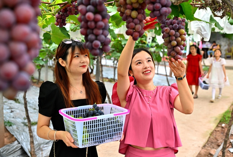 游客在仁寿县富加镇越高家庭农场葡萄园里采摘葡萄.jpg