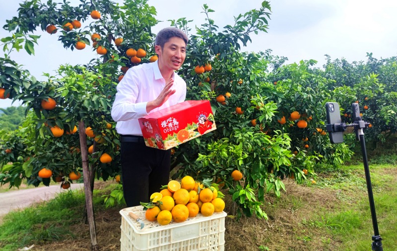 董晓勇正在柑橘园里直播销售柑橘.jpg