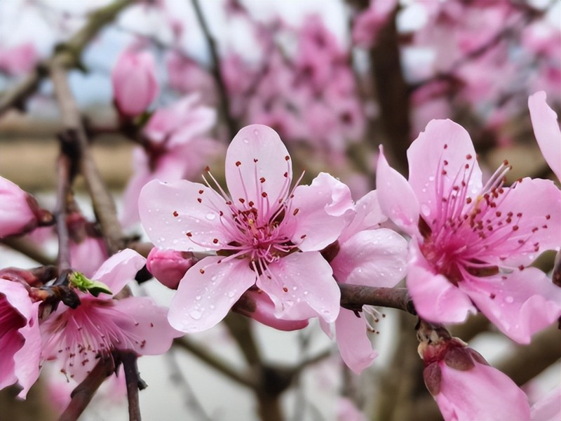 1773736505420996.jpg 图片2.jpg