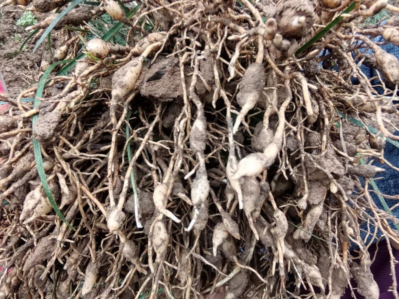 1775631560104335.jpg 图片2.jpg