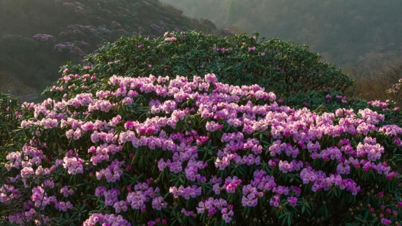 1775803298316231.jpg 图片4.jpg