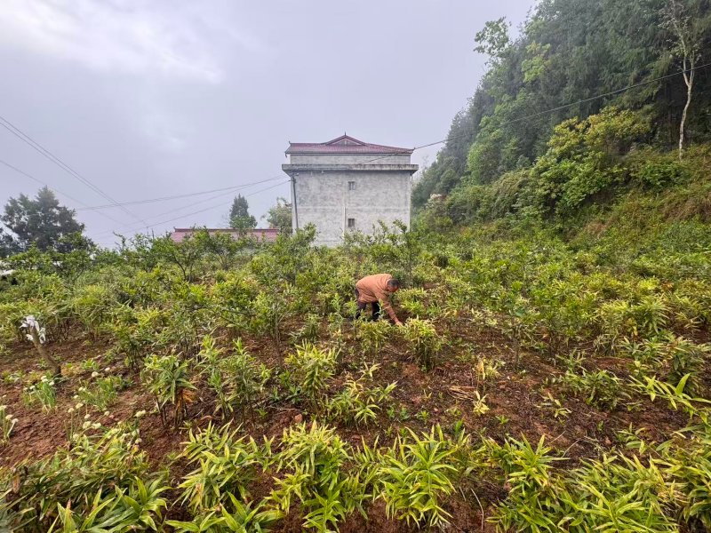 1776065390907357.jpg 图片3.jpg