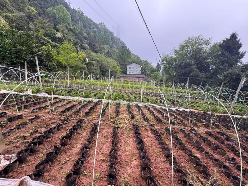 1776065393971165.jpg 图片4.jpg