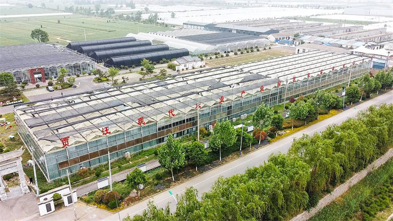 江苏徐州贾汪区：一颗草莓的甜蜜富民产业
