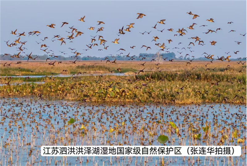 两万多只花脸鸭飞抵洪泽湖保护区106.jpg