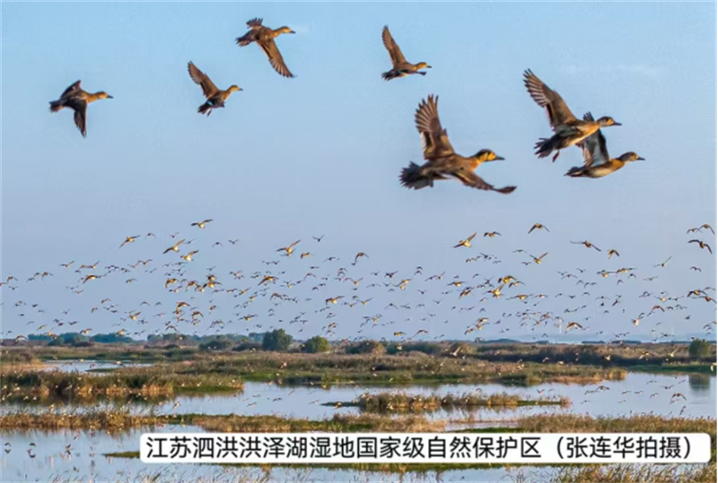 两万多只花脸鸭飞抵洪泽湖保护区276.jpg