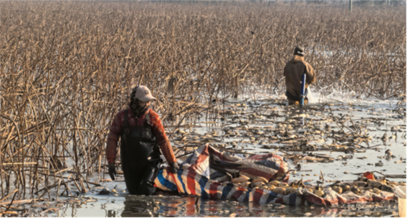 1737345986360616.jpg 江苏睢宁:50万!这个社区村民们又又又喜领1万斤猪肉2000只鸡等年货1660.jpg