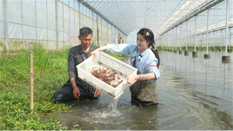 江苏睢宁：大棚龙虾养殖技术助推乡村振兴551.jpg