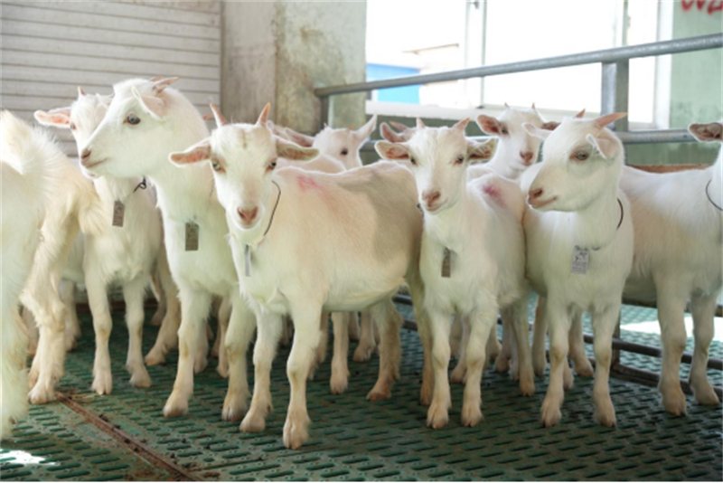 海门山羊年产值冲20亿(2)373.jpg