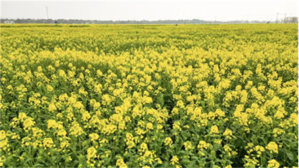 沪苏联动燃动春日 苏州太湖数字半马解锁科创奔跑新体验567.jpg