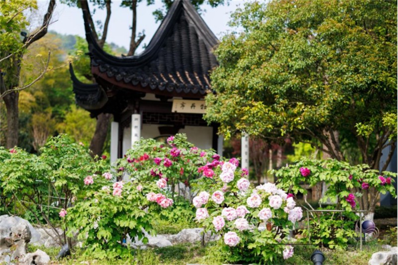 1776013413660344.jpg 不止于味!姑苏人文牡丹宴解锁“餐饮+文化”消费新场景210.jpg