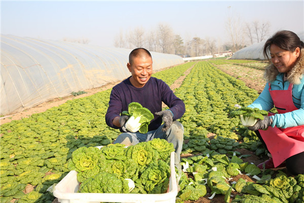 只建了3个大棚,主要种植教程,萝卜,芹菜芯,四季青,品种,大白菜等菠菜.lnmpa安装菊花图片