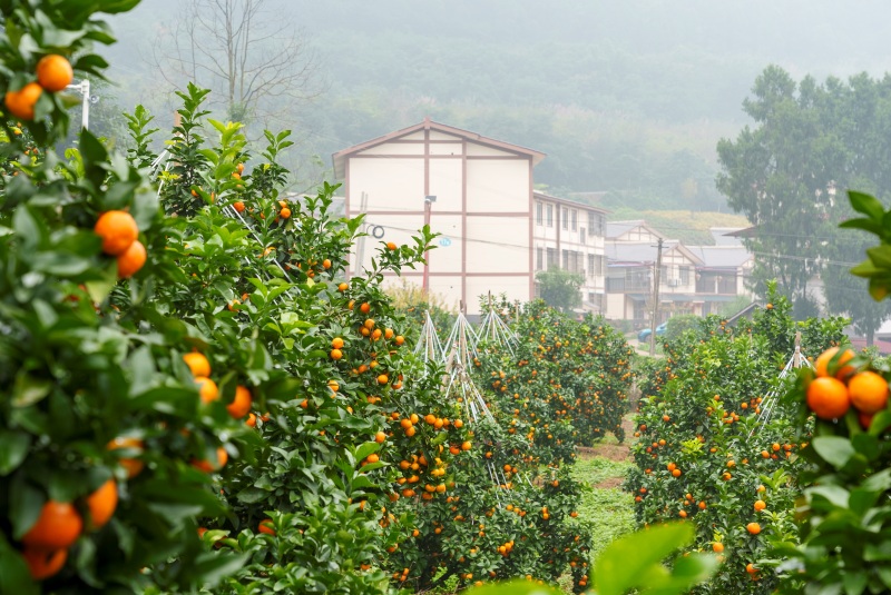 砂糖橘1.jpg