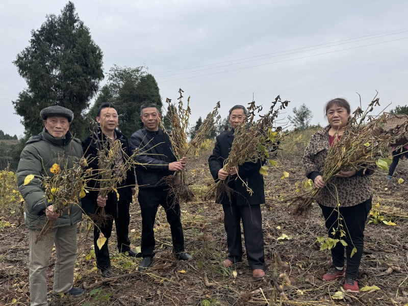 曾云建和陈瑕课题组展示刚采收好的富硒大豆.jpg
