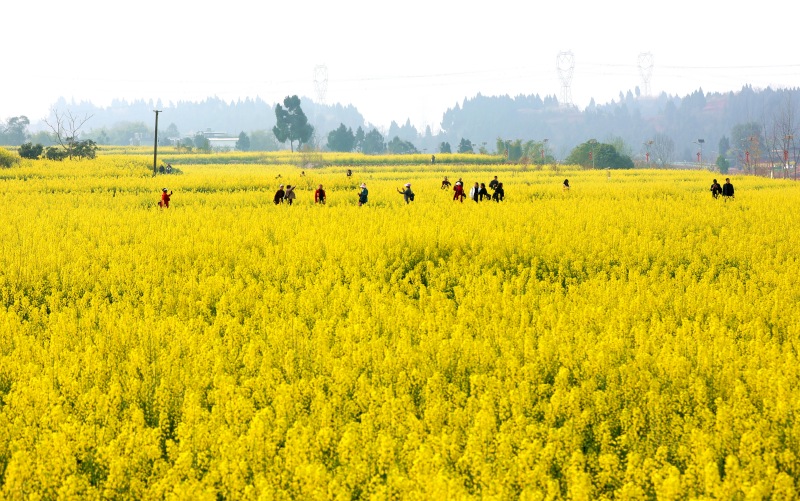 1741657466967319.jpg 2.jpg