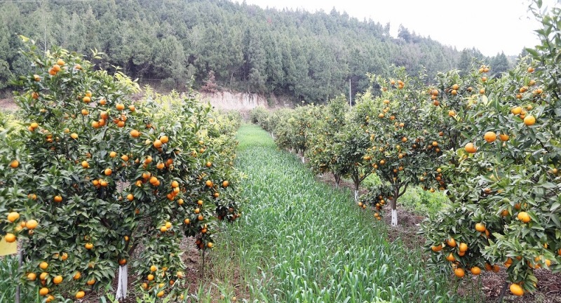 1742803612876696.jpg 1.jpg