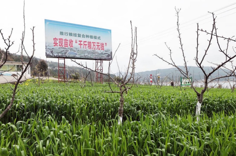 1742803672271623.jpg 5.jpg