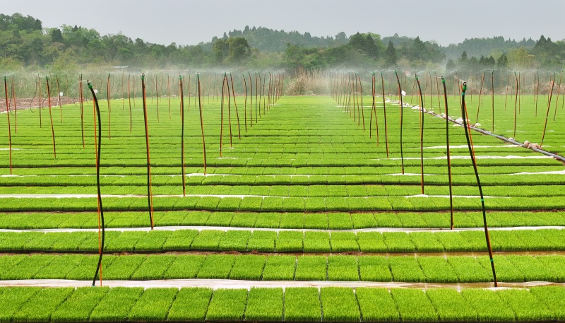 在仁寿县富加镇育秧基地，自动浇水设备给水稻秧苗浇水.jpg