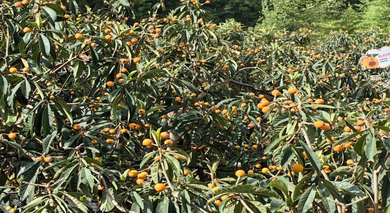 1747904683973855.jpg 1.jpg