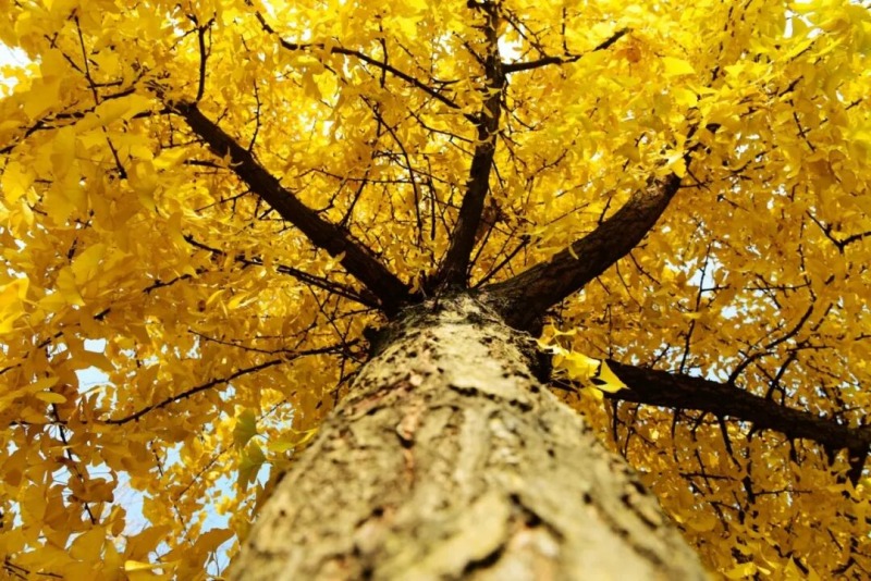 1762918439974893.jpg 图片2.jpg