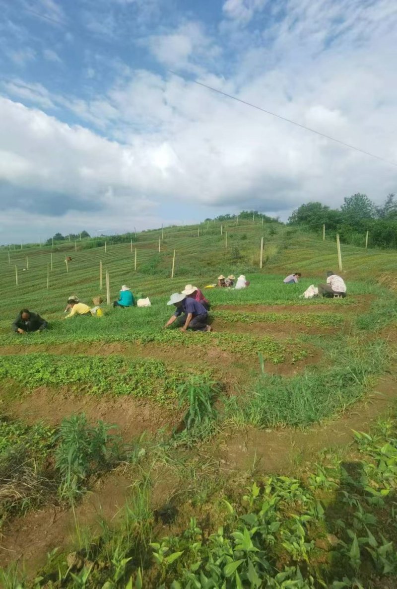 1775790112803395.jpg 活动现场(陈兰) (2).jpg