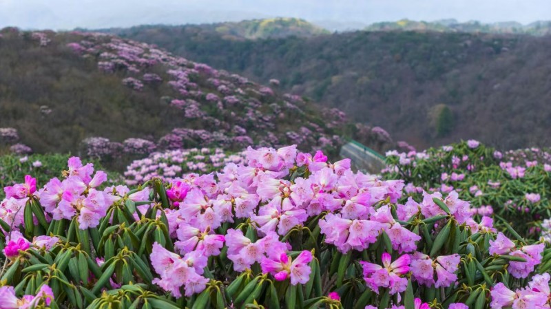 1776218401847290.jpg 图片2.jpg