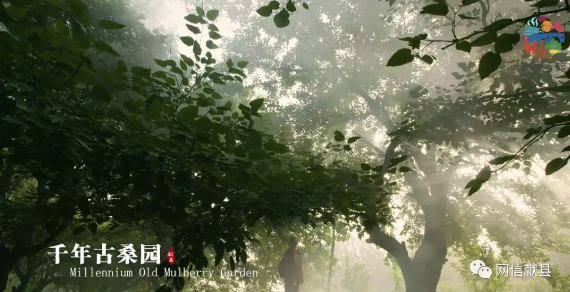 QQ浏览器截图20191018125638.png