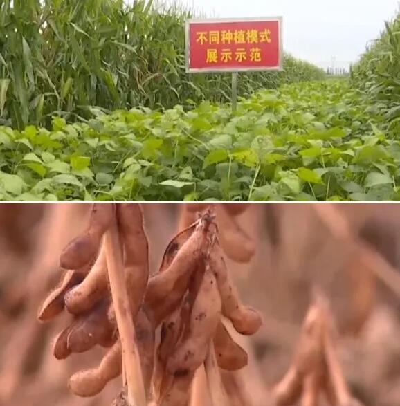 大豆.jpg