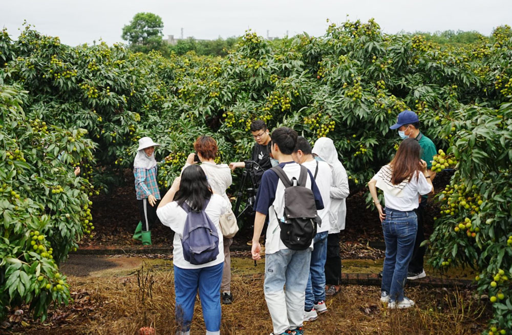 琼山荔枝5.jpg