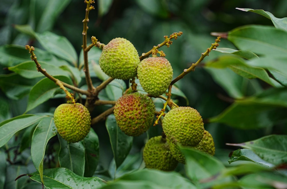 琼山荔枝7.jpg