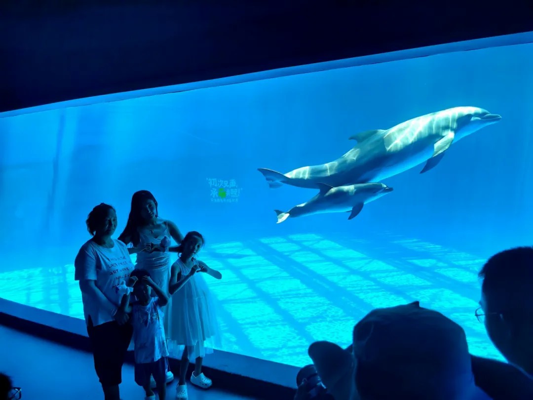 生命之美海豚禮讚