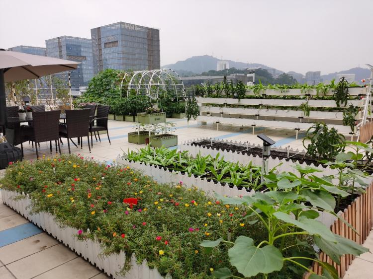 海睿科技打造黄埔区首个都市智慧菜园