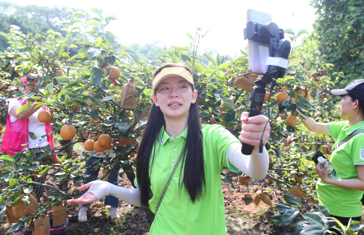 翠冠梨直播大赛