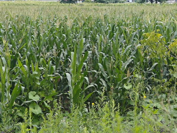 1723774832958534.png 图片 3.png