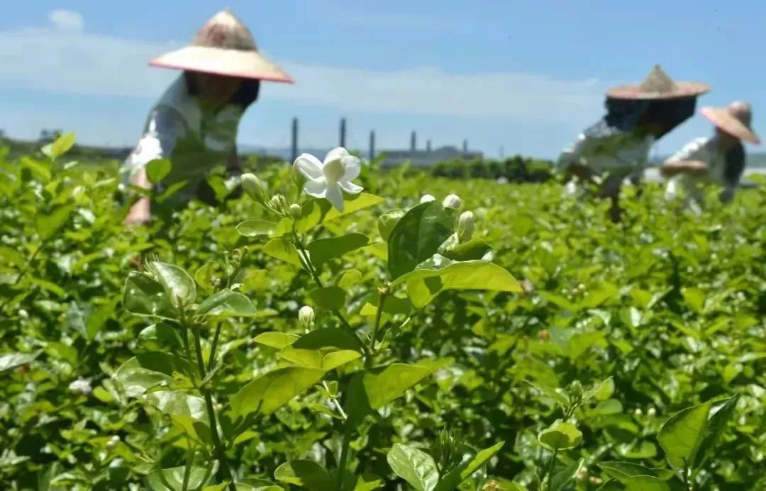 来福建，见非遗，这些高级技艺你了解多少？中国传统制茶技艺.jpg