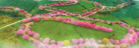樱花文化旅游节2.jpg