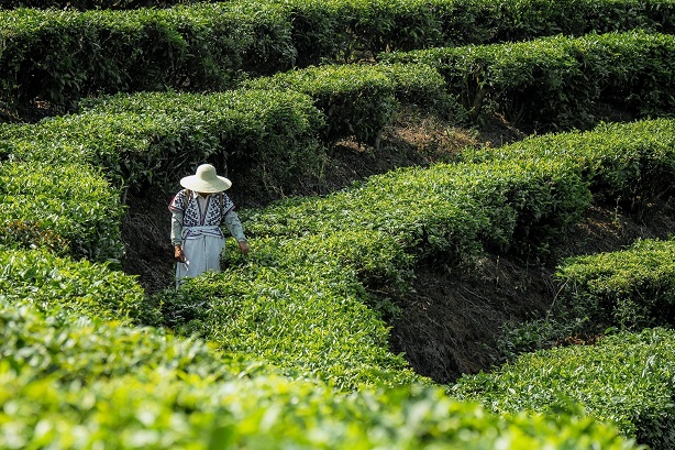 持续焕新中国茶文化喜茶联合中茶协推出新茶饮新名茶计划(图5)