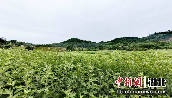 蕲春艾草种植基地。 陈钰 摄