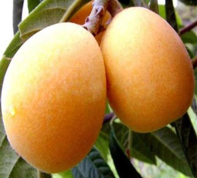 如何挑选大果枇杷 1634457611645850.jpg