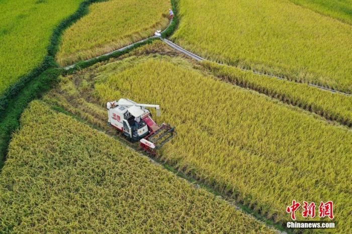 资料图:收割机收割成熟水稻。 瞿宏伦 摄