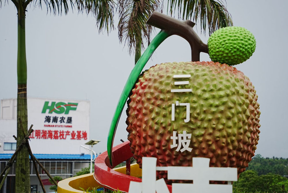 1683819125999032.jpg 琼山荔枝12.jpg