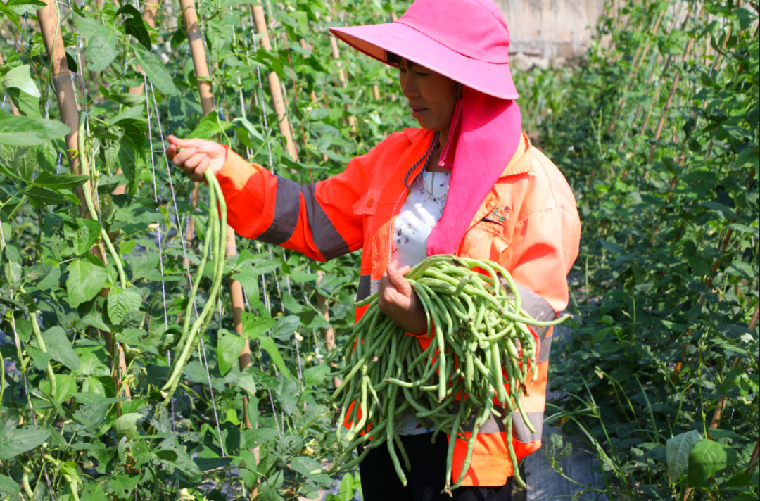 白沙豇豆1.jpg
