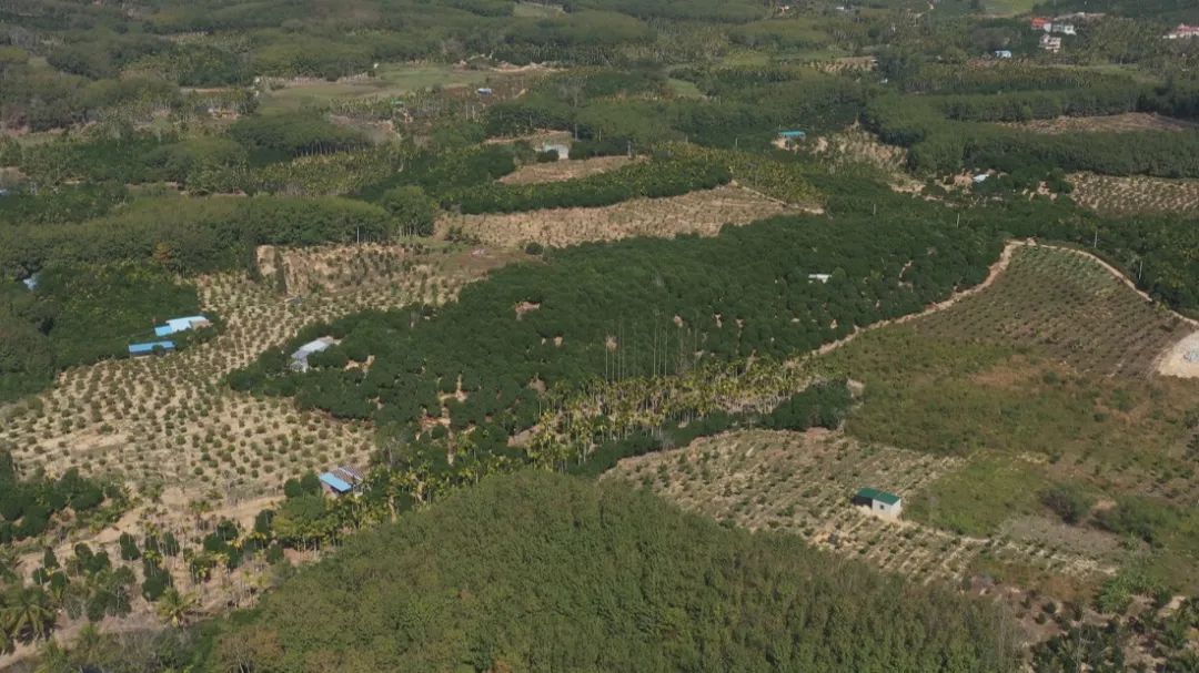 陵水群英4.jpg