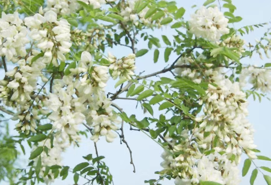 1713407796887901.png 图片 1.png